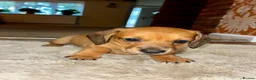 Dachshund dogs for sale: 3 beautiful red dachshund boys - Advert 2
