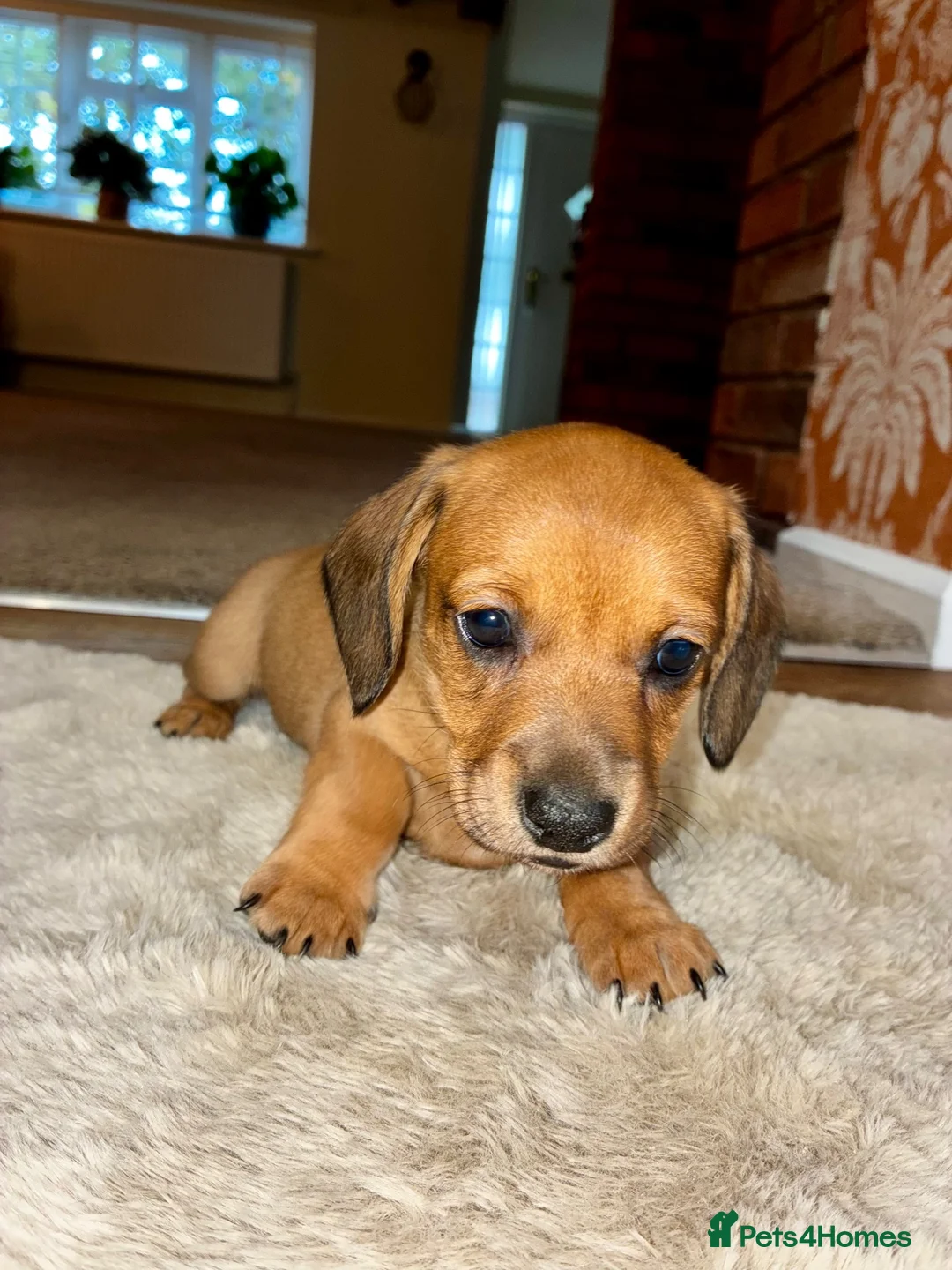 Dachshund dogs for sale: 3 beautiful red dachshund boys - Advert 2