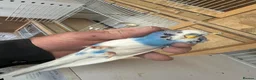 Budgerigars birds for sale: Budgies for sale  in Spalding - Advert 15