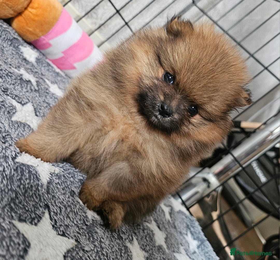 Pomeranian dogs for sale: orange girl 🩷and blue&tan boy 💙available  - Image 4
