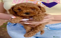 Cavapoo dogs for sale: The Cutest F1B Cavapoo Puppies For Sale! - Image 2