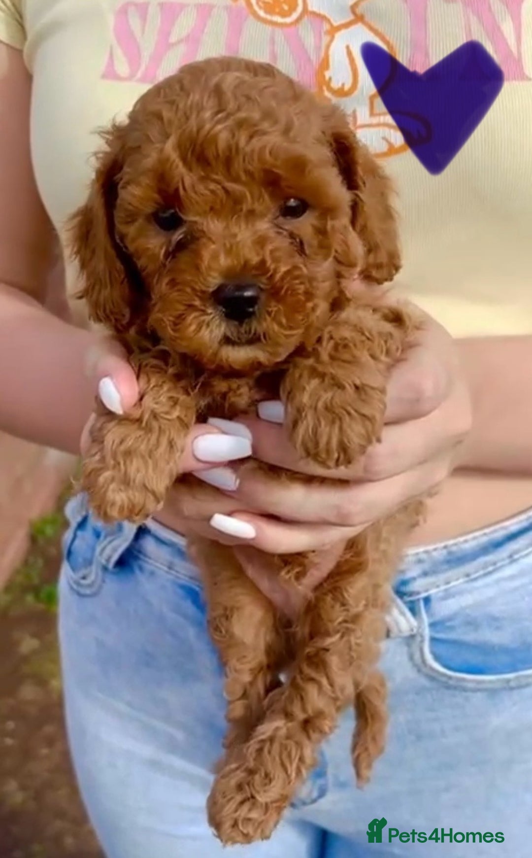 Cavapoo dogs for sale: The Cutest F1B Cavapoo Puppies For Sale! - Image 2