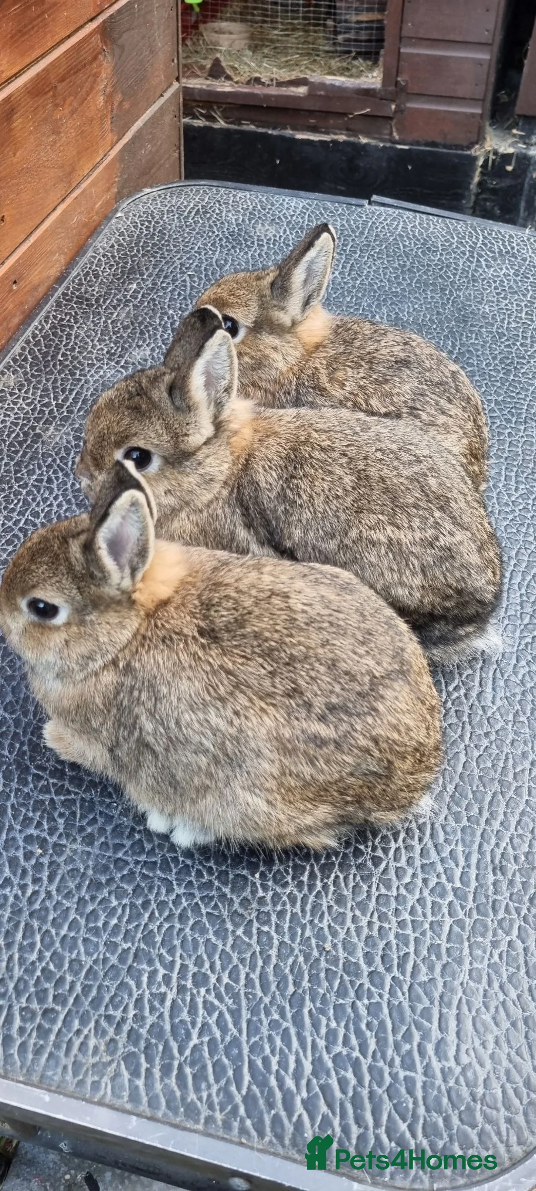 Netherland Dwarf rabbits for sale: Adult and baby Netherland dwarfs  in South Shields - Advert 2