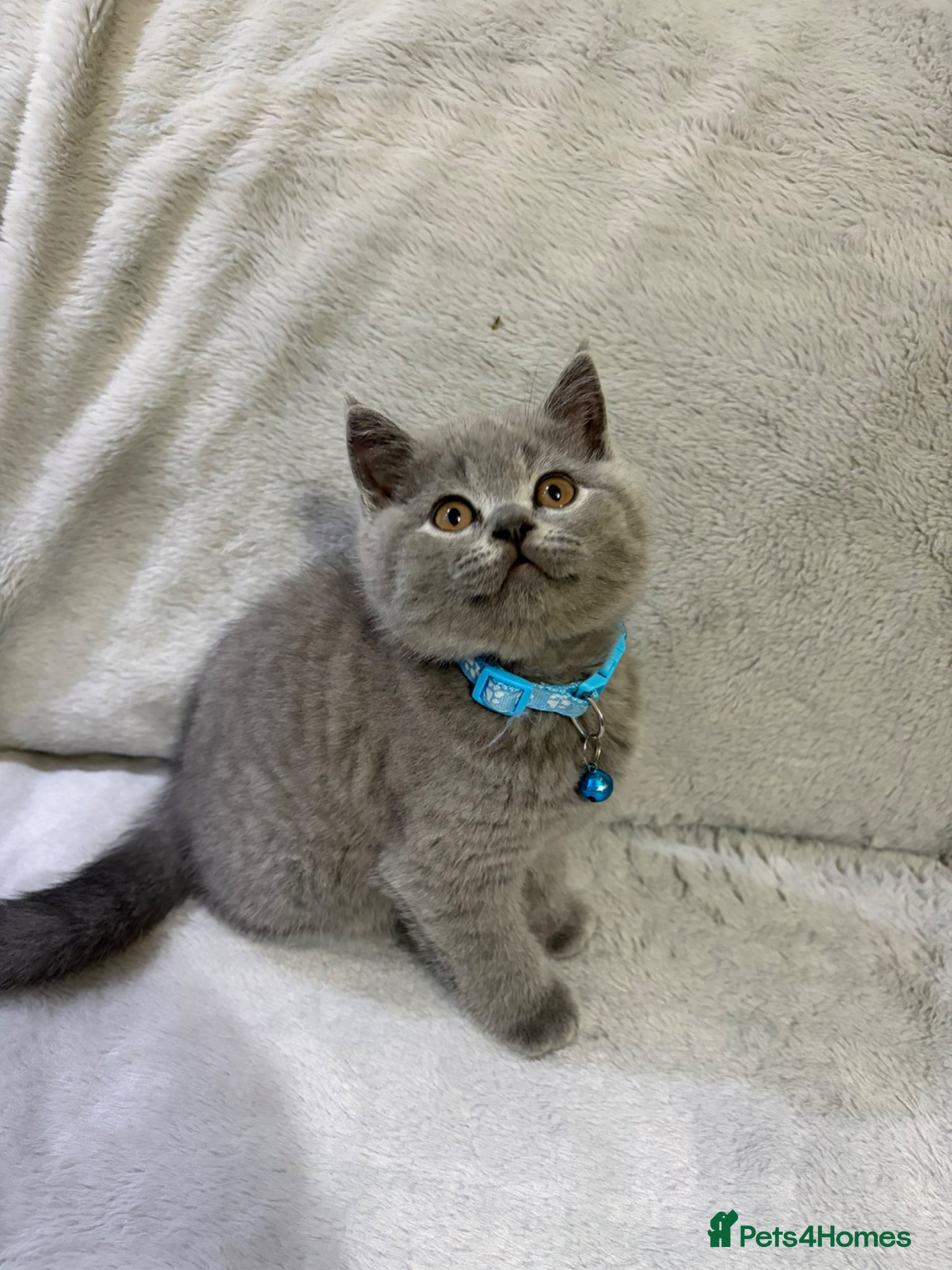 British Shorthair cats REDUCED GCCF registered, 5 gen championship BSH - Advert 2