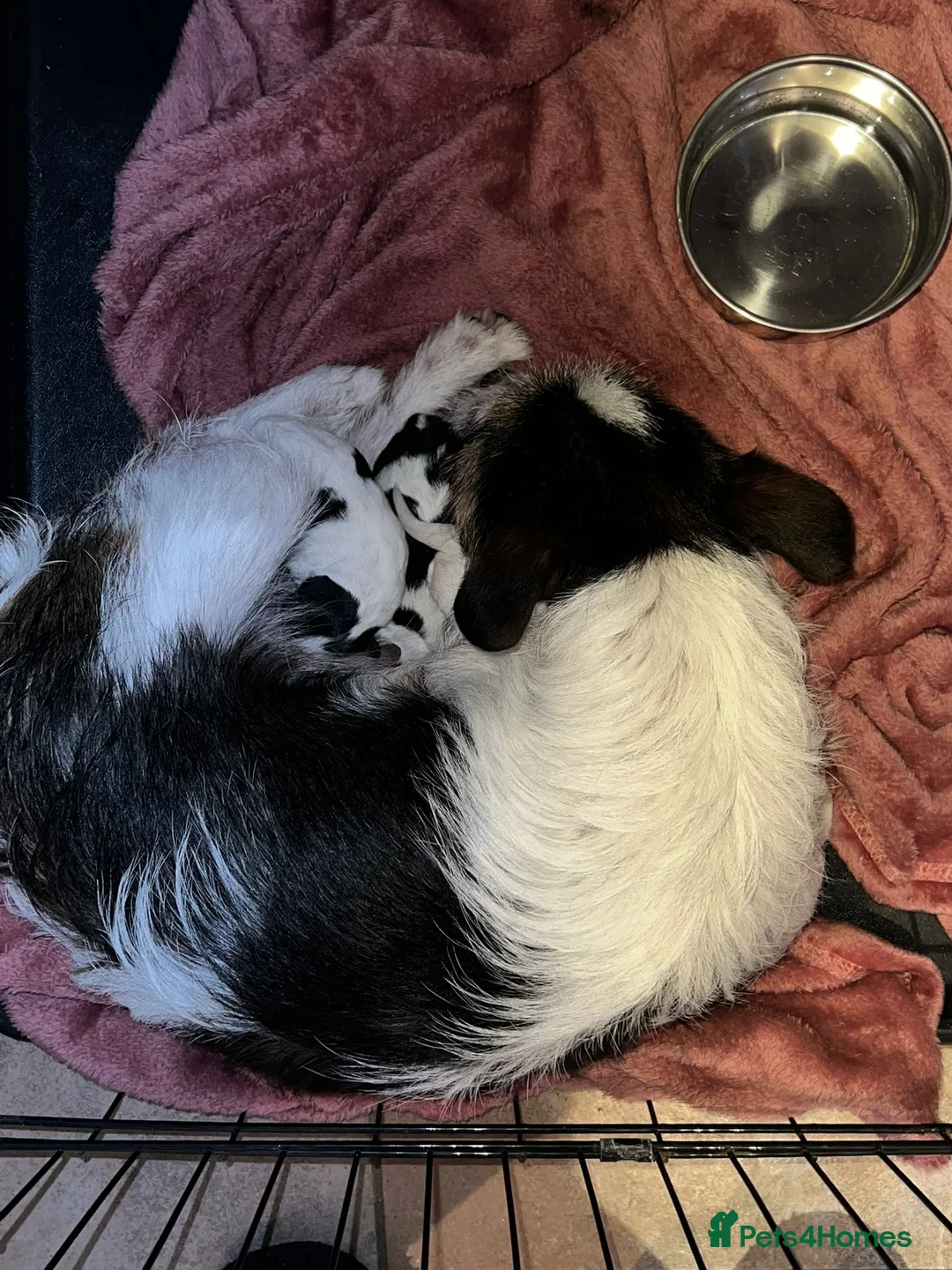 Jack Russell dogs for sale: 3 Jack Russell pups for sale  in Sittingbourne - Advert 1