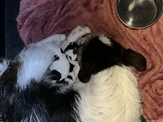 Jack Russell dogs 3 Jack Russell pups for sale - Advert 7