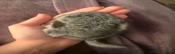 Chinchilla rodents for sale: BEAUTIFUL BABY GIRL - Advert 3