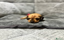 Miniature Dachshund dogs for sale: Beautiful Miniature Dachshund Puppies - Image 16