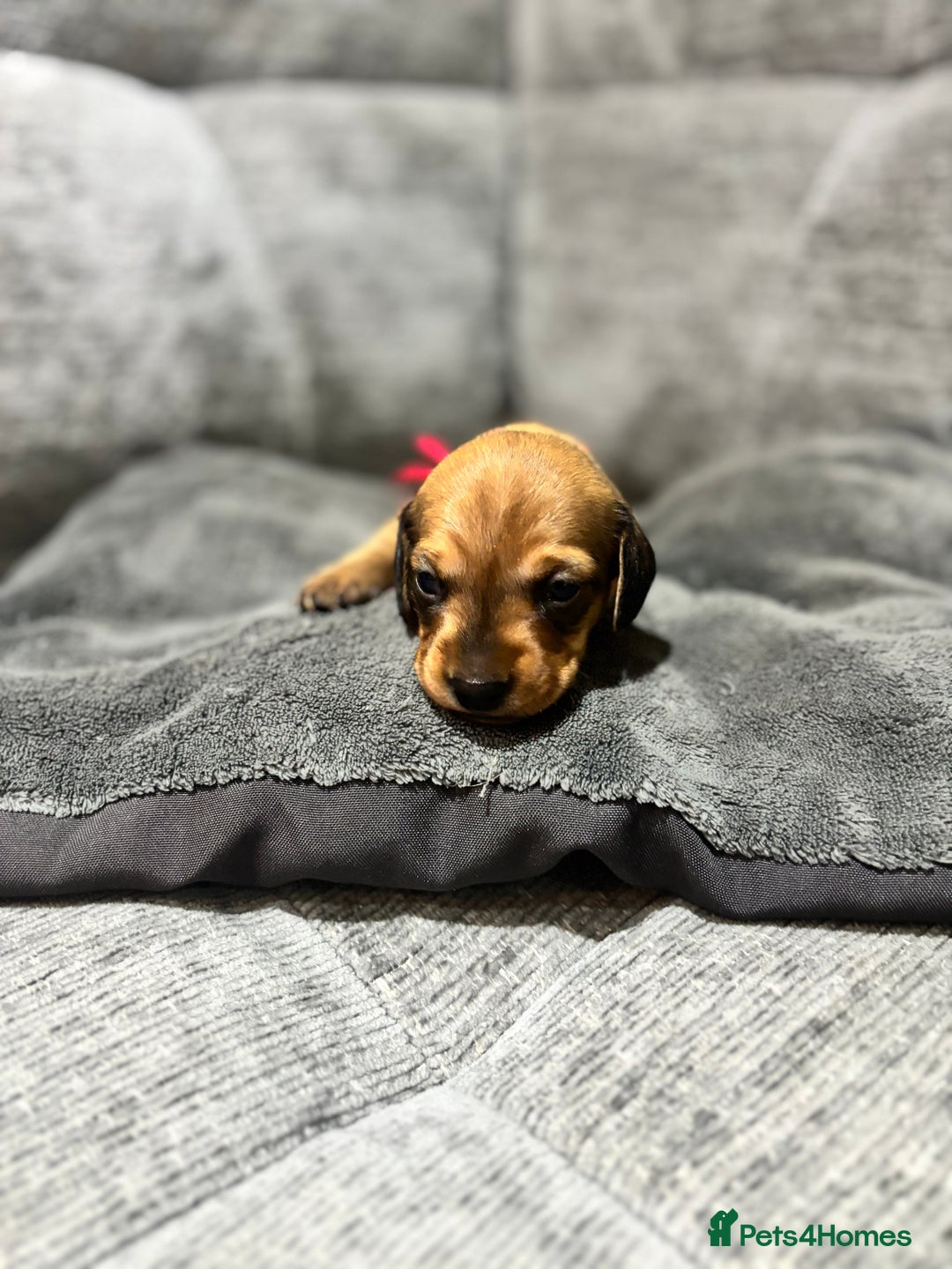 Miniature Dachshund dogs for sale: Beautiful Miniature Dachshund Puppies - Image 16