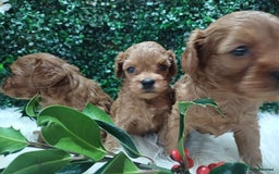 Cavapoo dogs for sale: Gorgeous red toy cavapoos  - Advert 14