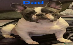 French Bulldog dogs for sale: 5 beautiful French bulldogs for sale - Image 12