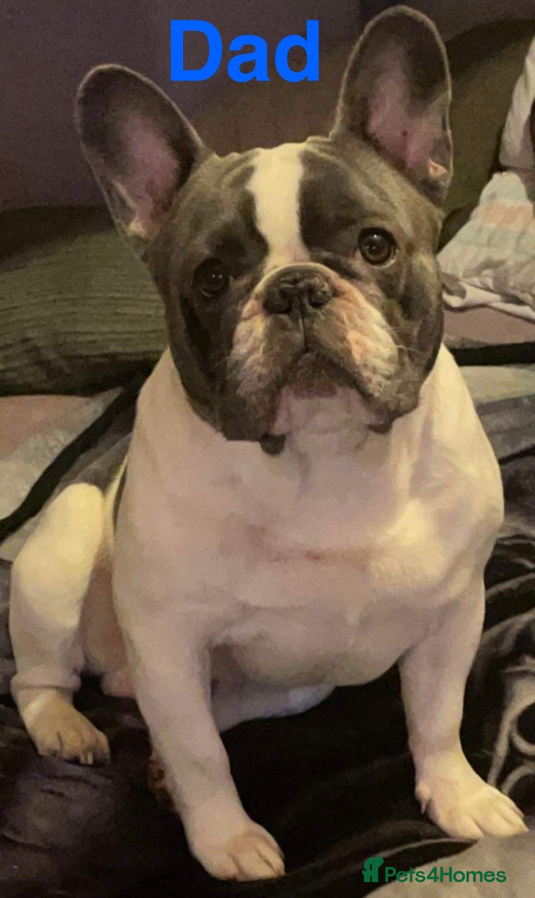 French Bulldog dogs for sale: 5 beautiful French bulldogs for sale - Image 12