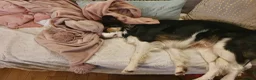 Border Collie dogs for sale: Border Collie - Advert 14