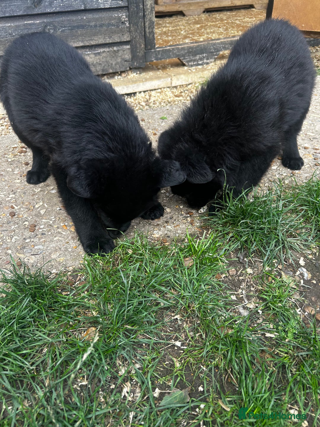 German Shepherd dogs for sale: German shepherd puppies  - Image 6