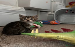 Domestic Shorthair cats for sale: 2 kittens for sale  - Image 9