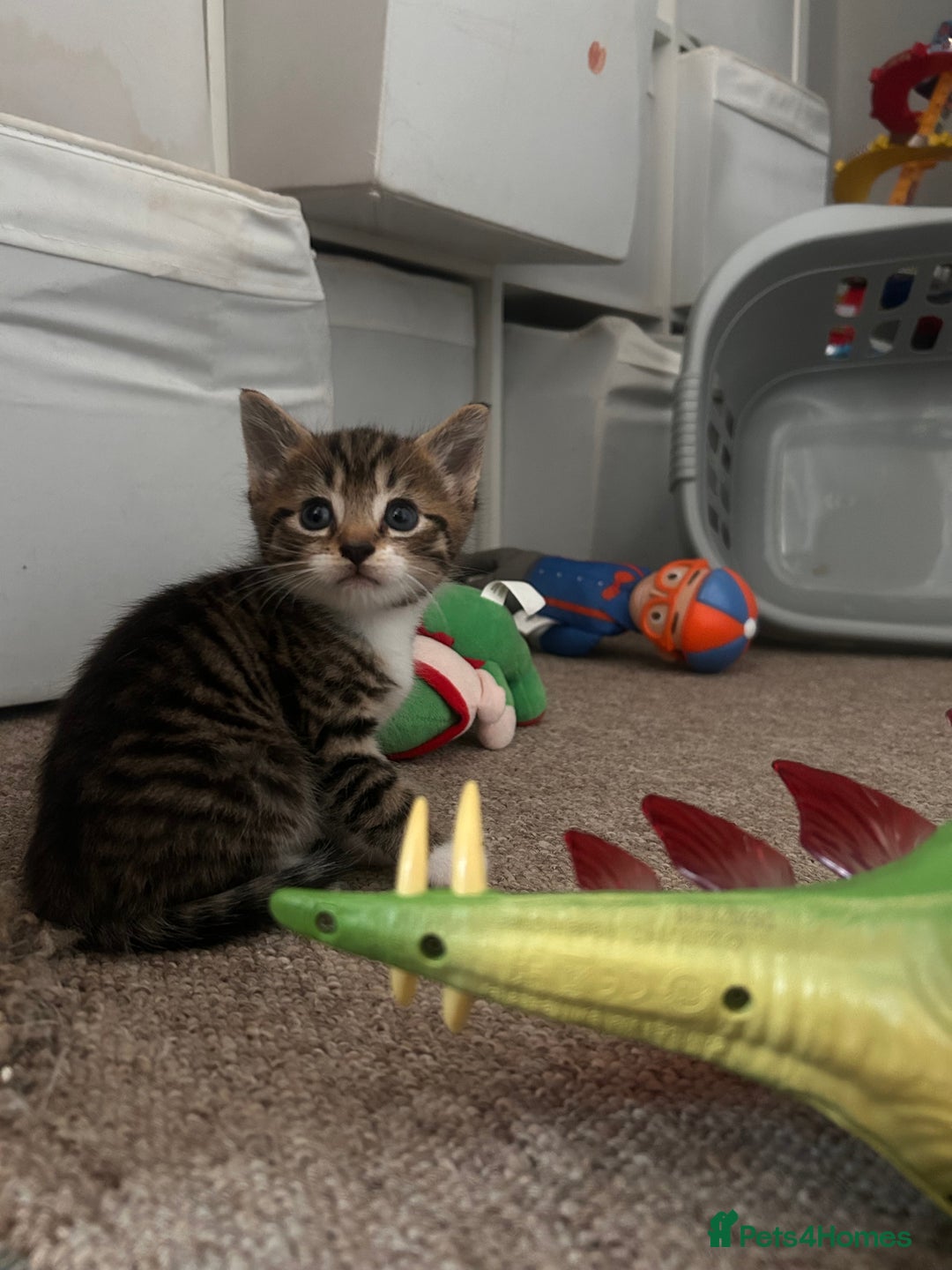 Domestic Shorthair cats for sale: 2 kittens for sale  - Image 9