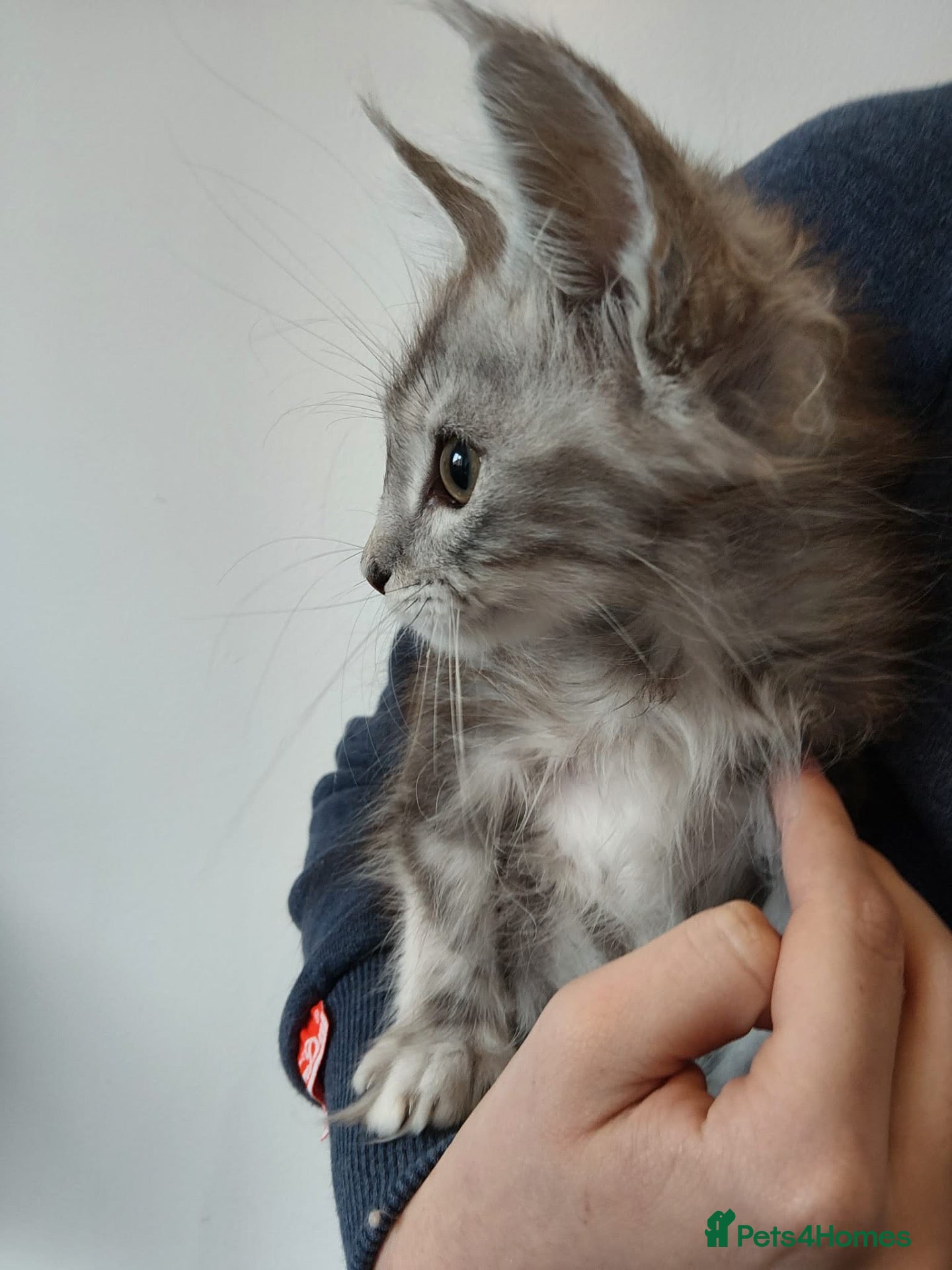 Maine Coon cats Majestic fluffballs FOR SALE (1 kitten left) - Advert 1