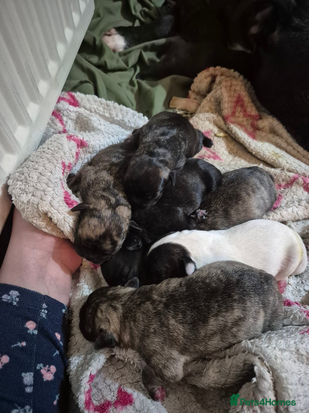 Mixed Breed dogs for sale: Staffie cross Frenchie pups - Advert 5