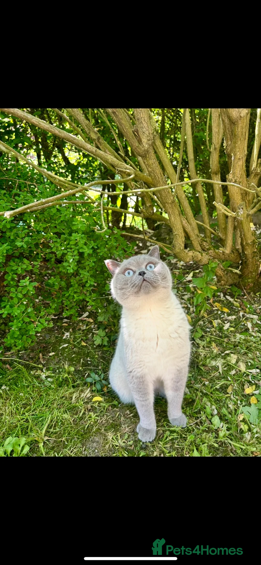 British Shorthair cats for sale: TWO BRITISH SHORTHAIRS - Advert 2