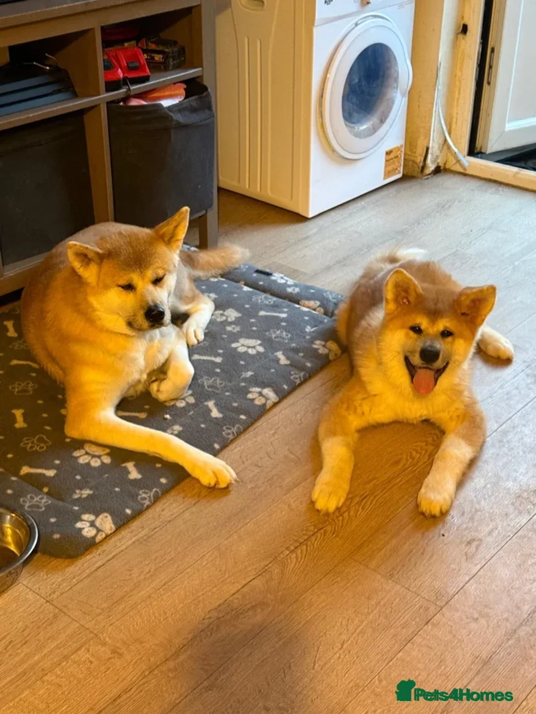 Akita dogs for sale: Akita girl puppy 4 months  - Advert 2