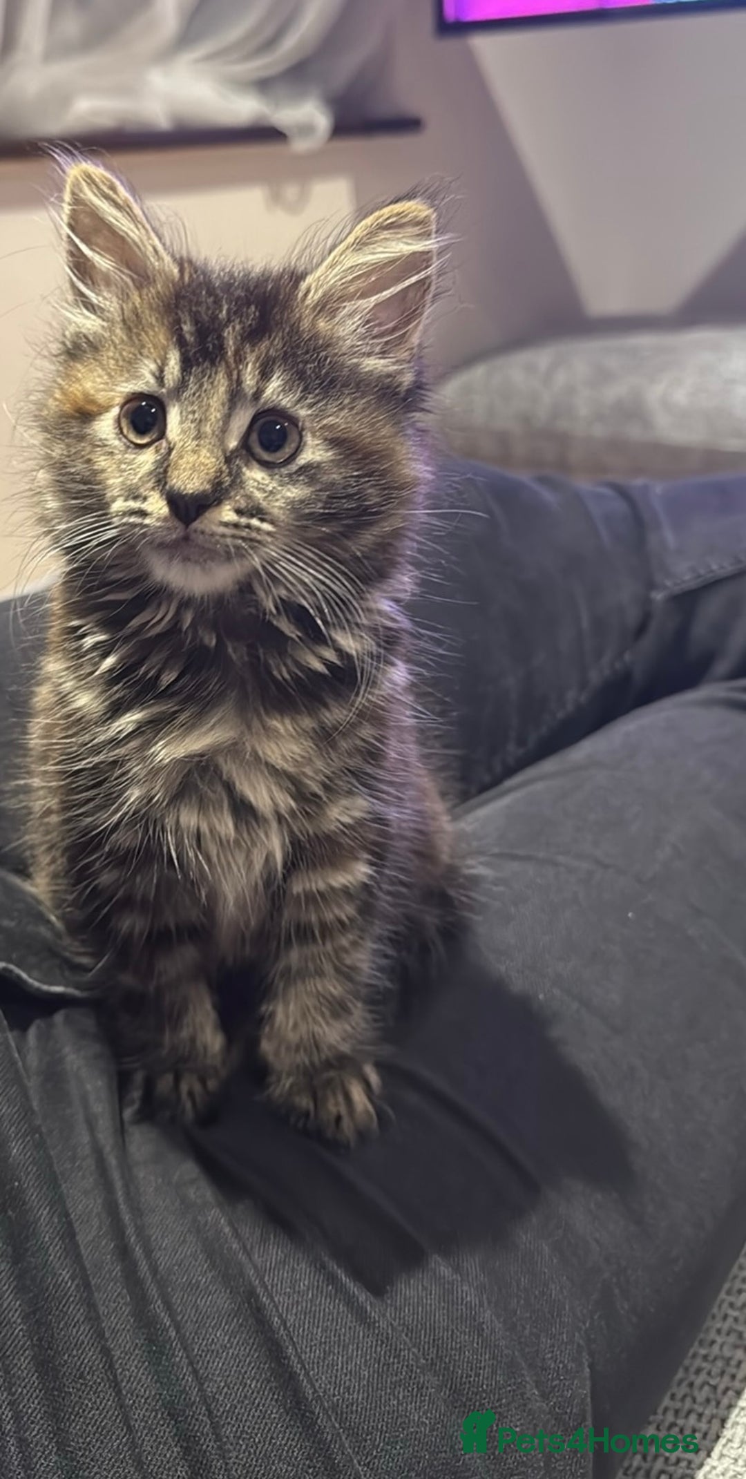 Mixed Breed cats for sale: 🐾 Beautiful 3-Month-Old Female Kitten – Luna 🐾 - Advert 4