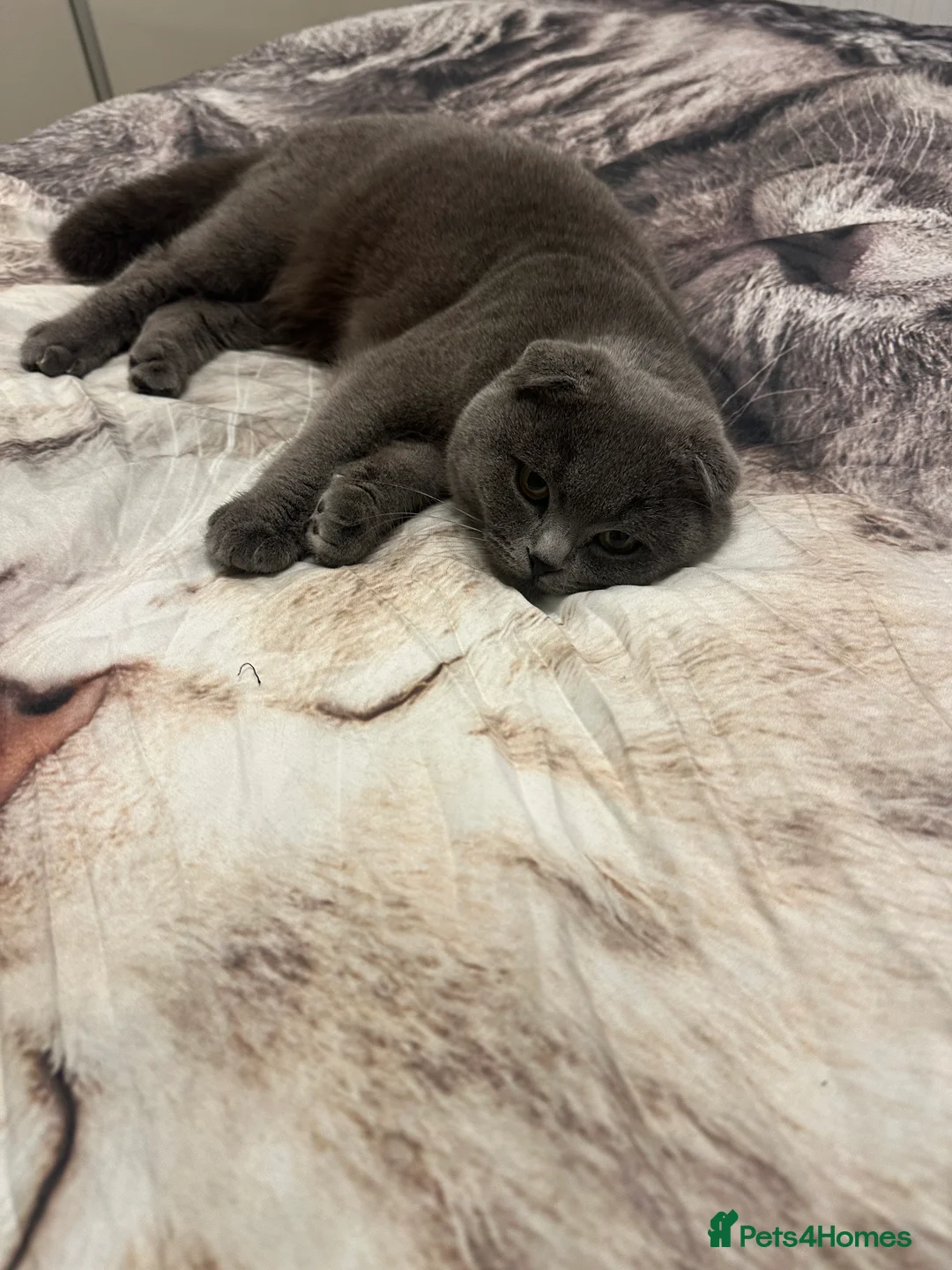 British Shorthair cats for stud: British shorthair  in Nottingham - Advert 13