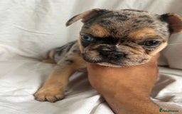 French Bulldog dogs for sale: French bulldog puppies fluffy carriers  - Image 20