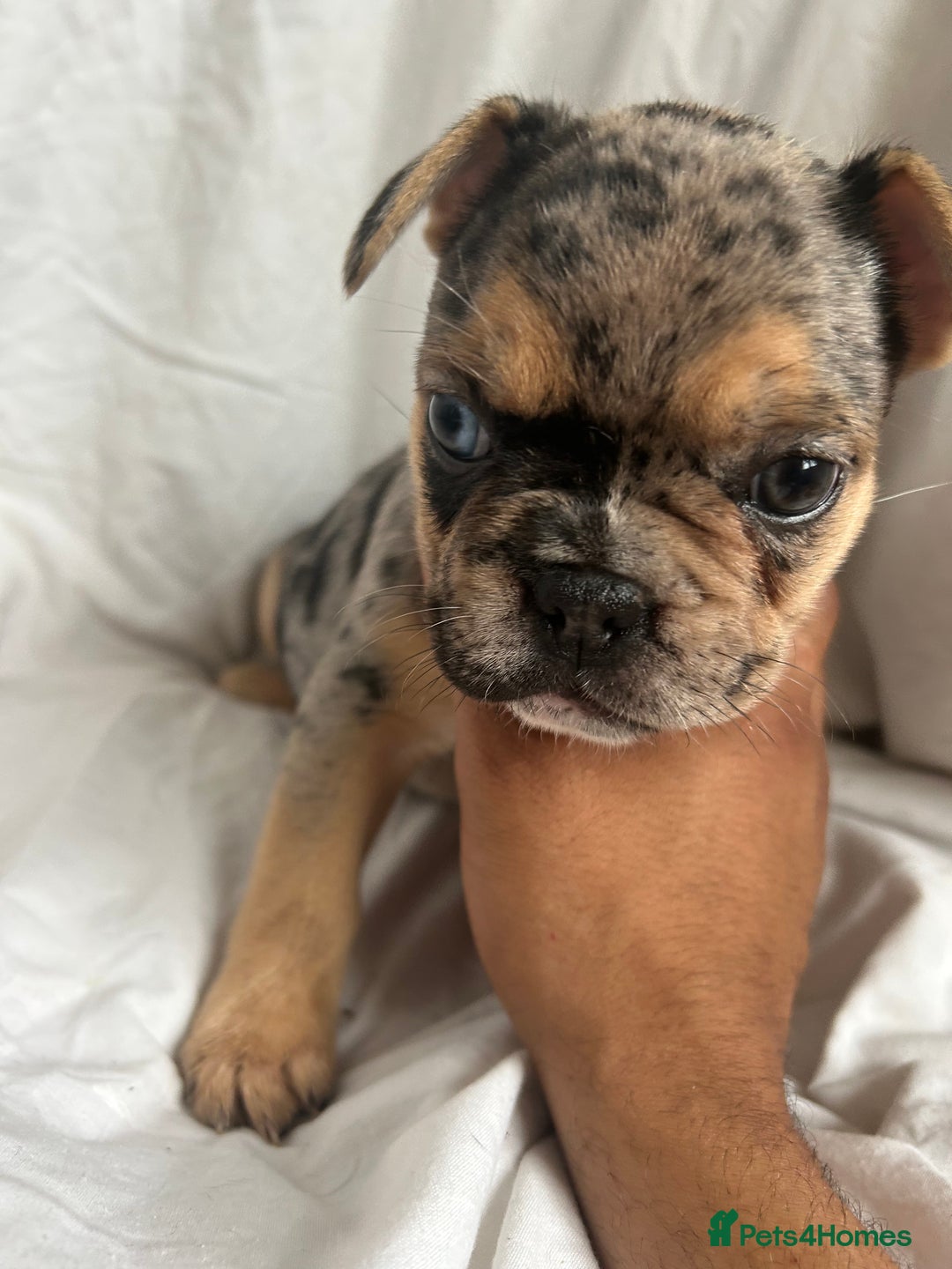 French Bulldog dogs for sale: French bulldog puppies fluffy carriers  - Image 20