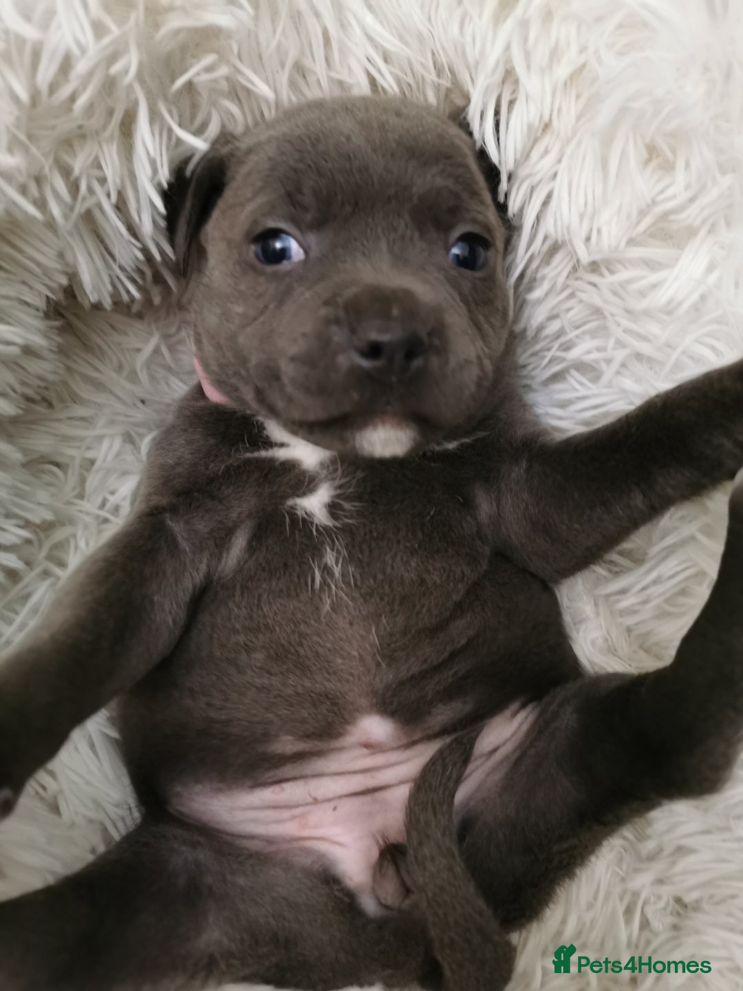 Staffordshire Bull Terrier dogs for sale: Staffordshire Bull Terrier puppies for sale  - Advert 17
