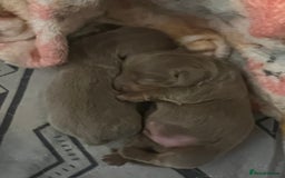 Miniature Dachshund dogs for sale: Isabella and tan miniature dachshund  - Image 6