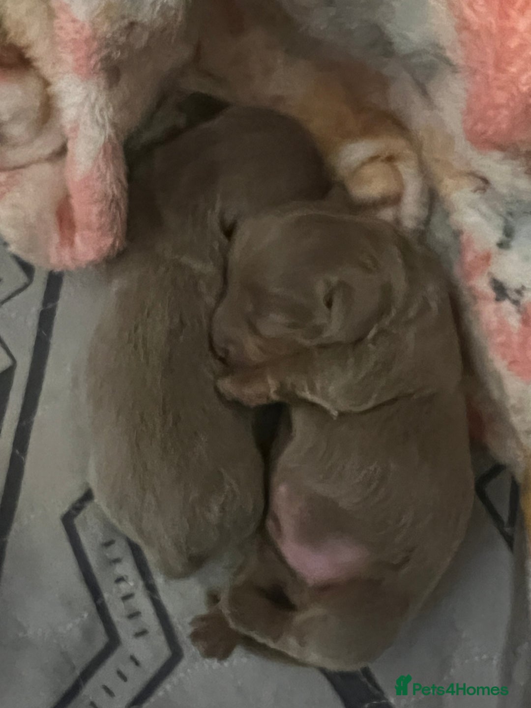 Miniature Dachshund dogs for sale: Isabella and tan miniature dachshund  - Image 6