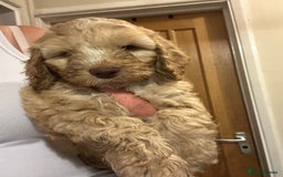 Cockapoo dogs for sale: Stunning f1 show cockapoos  - Image 12