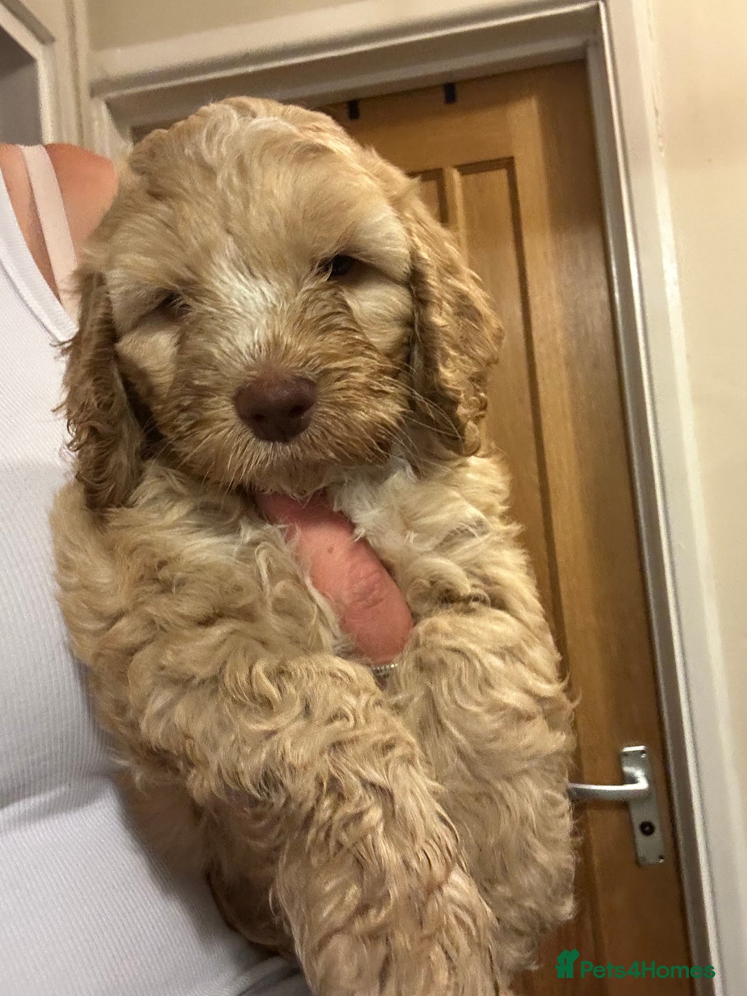Cockapoo dogs for sale: Stunning f1 show cockapoos  - Image 12