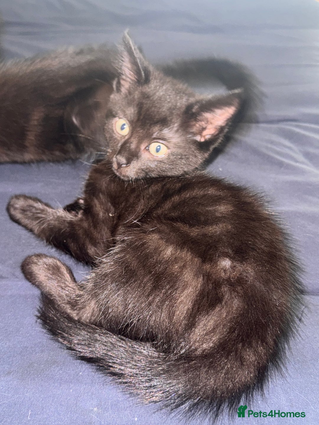 Mixed Breed cats for sale: Ragdoll/khao manne ready for their new homes - Image 4