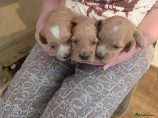 Cockapoo dogs F1 cockapoo puppies - Advert 1