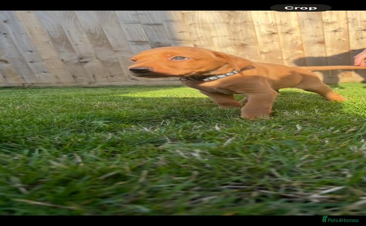 Labrador Retriever dogs - Advert 13