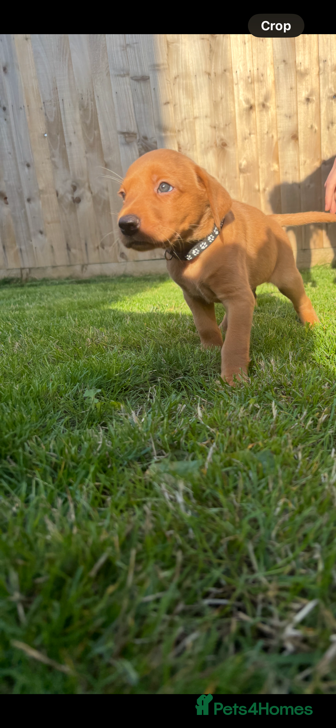 Labrador Retriever dogs for sale: Red Fox Labrador  - Image 1