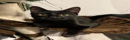 Mixed Breed cats for sale: Loving black cat called midnight ❤️ in London - Advert 16