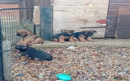 Border Terrier dogs for sale: Pure border terrier puppies  - Advert 1