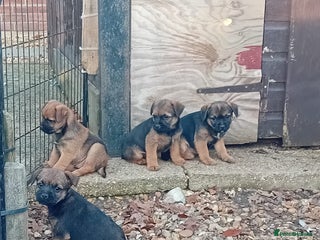 Border Terrier dogs for sale: Pure border terrier puppies - Advert 1