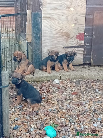 Border Terrier dogs Pure border terrier puppies - Advert 4