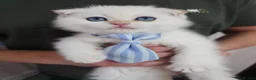 Scottish Fold cats for sale: ⭐️ Top Quality Scottish Fold Kittens ⭐️ - Advert 29