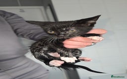 Mixed Breed cats for sale: 8 Kittens looking for their forever homes! - Image 7