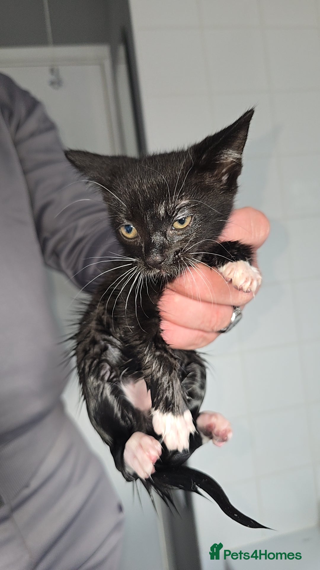 Mixed Breed cats for sale: 8 Kittens looking for their forever homes! - Image 7