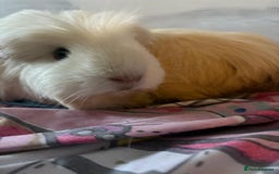 Guinea Pig rodents for sale: Girl guinea pigs for sale.  - Image 1
