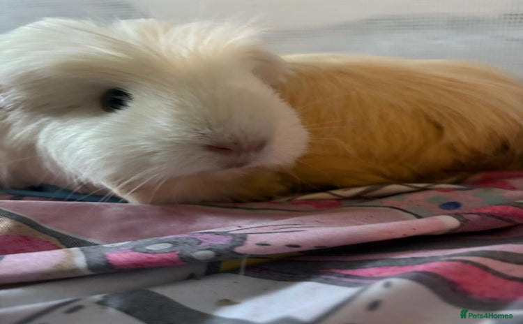Guinea Pig rodents - Advert 7