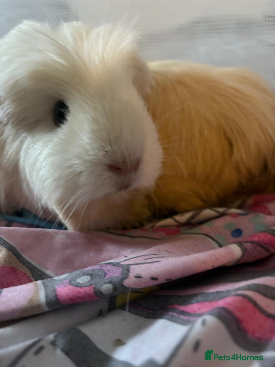Guinea Pig rodents for sale: Girl guinea pigs for sale.  - Image 1