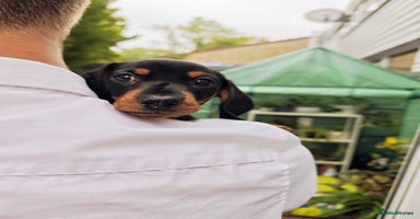 Dachshund dogs - Advert 4