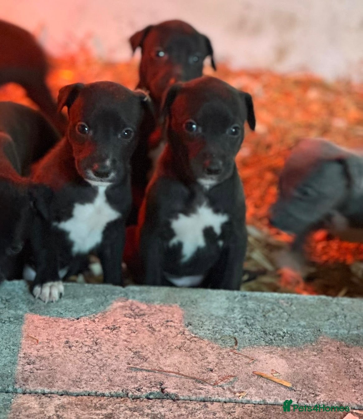 Lurcher dogs Stunning Lurcher puppies  - Advert 5