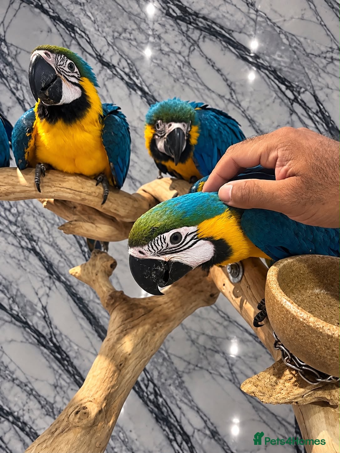Macaws birds Baby HandReared Friendly Super Tame Cuddly Macaw - Advert 2